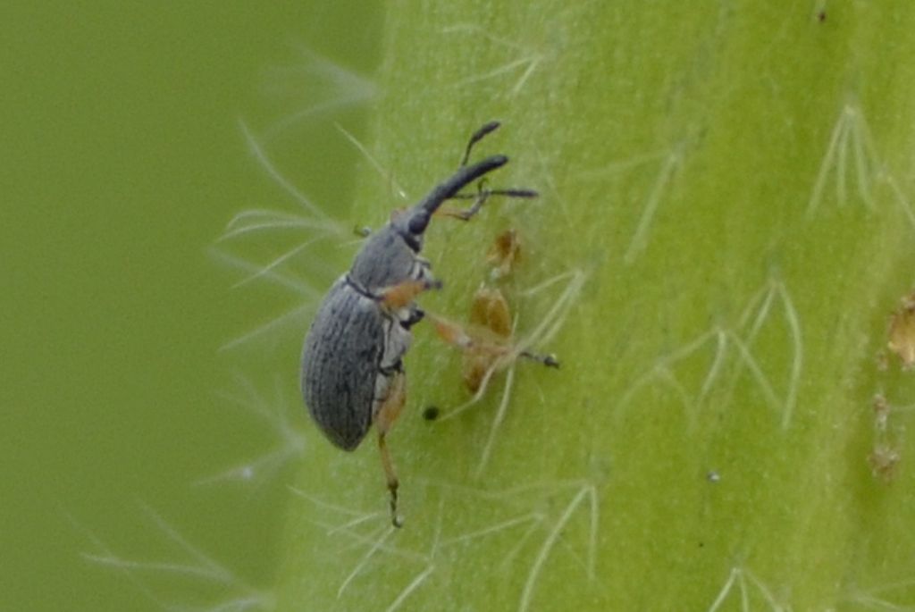 Curculionidi id. - Rhopalapion longirostre (Apionidae)